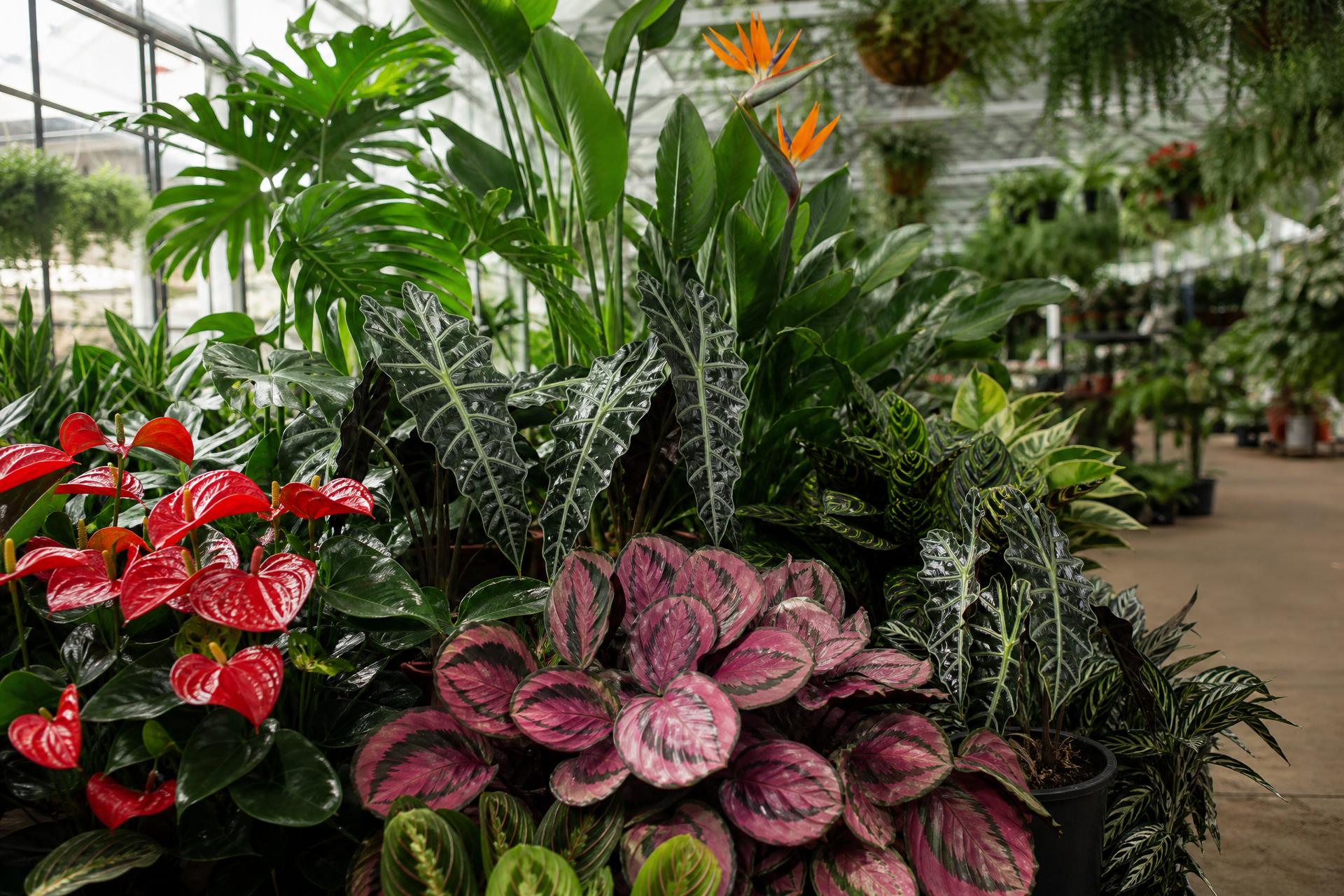 Vehículo de distribución de Cultivar Argentina