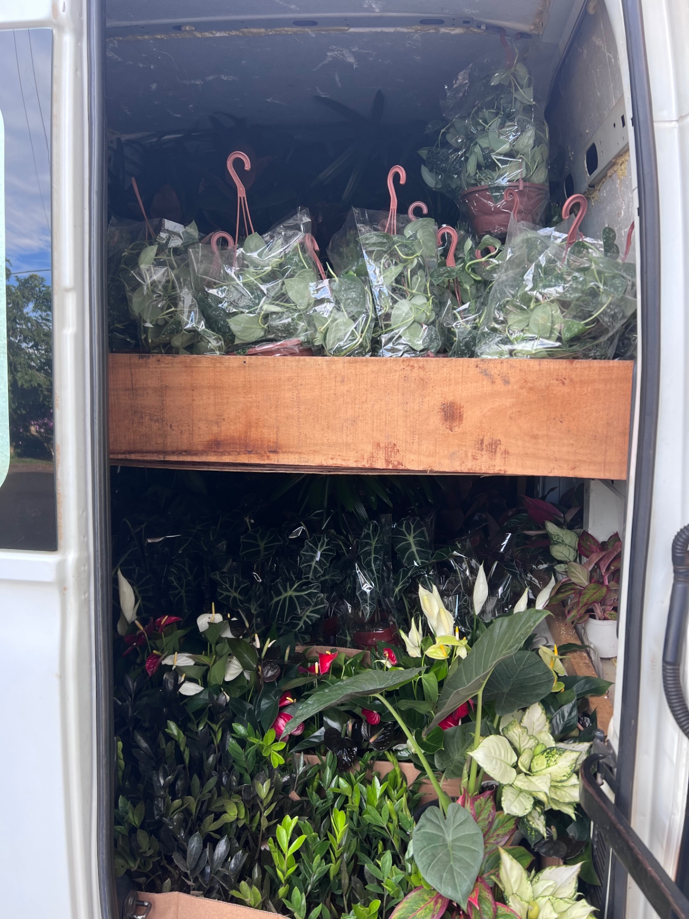 Interior del vehículo cargado con plantas listas para despachar